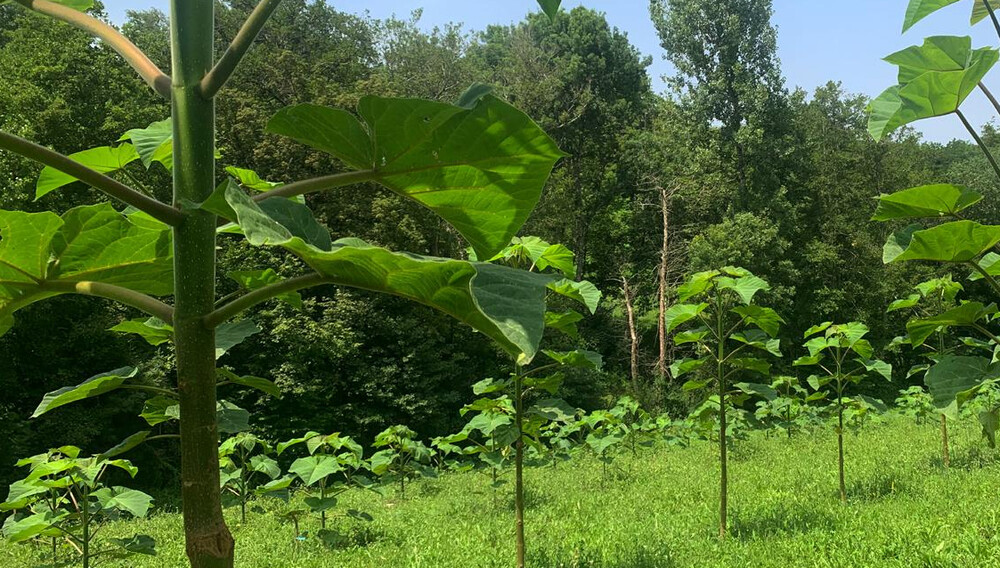 Et si votre épargne faisait aussi pousser nos forêts ?